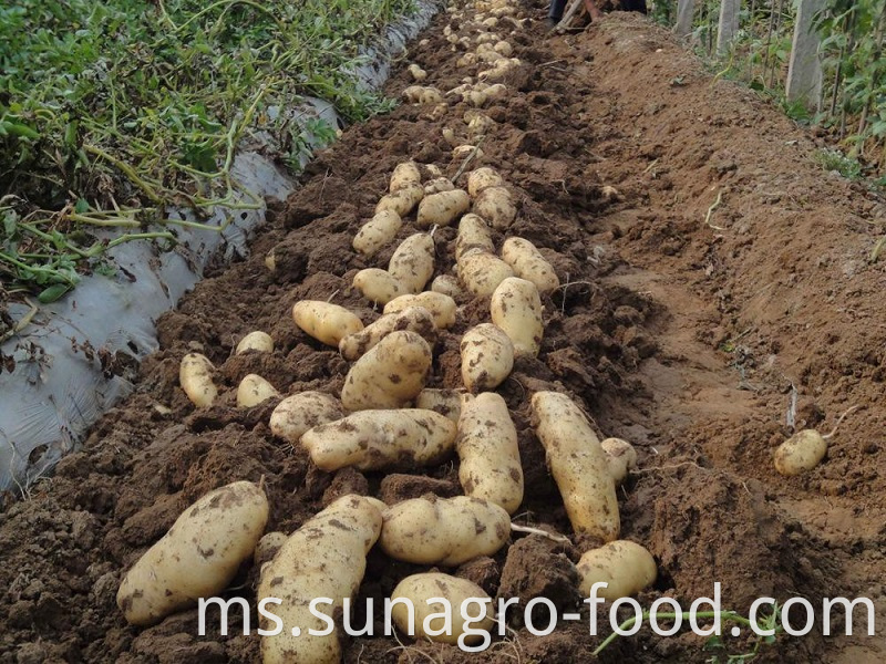 Fresh And Delicious Potatoes